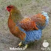 صفر تا صد پرورش مرغ زینتی در گروه دوره آموزش کشاورزی در یکمیوه