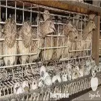 کارگاه آموزشی پرورش بلدرچین در تهران در گروه دوره آموزش کشاورزی در یکمیوه