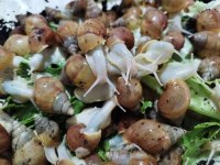 حلزون آلبینو در ورامین در گروه انواع محصولات شیلات در یکمیوه