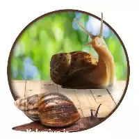 آموزش گام به گام پرورش حلزون در تهران در گروه دوره آموزش کشاورزی در یکمیوه