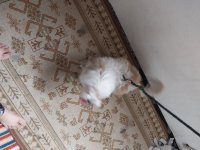 سگ شیتزو ماده