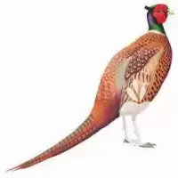 فروش تخم قرقاول آمریکایی در گروه انواع تخم ها در یکمیوه