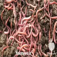 قیمت خرید ورمی کمپوست در تهران در گروه خرید و فروش کود کمپوست در یکمیوه