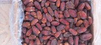 فروش خرما زاهدی و خرما مجول
