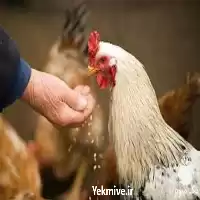 کامل و جامع جیره نویسی طیور در تهران در گروه دوره آموزش کشاورزی در یکمیوه