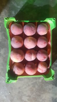 آگهی مشابه خریدار میوه سر درخت در مازندران در گروه خرید و فروش شلیل در یکمیوه