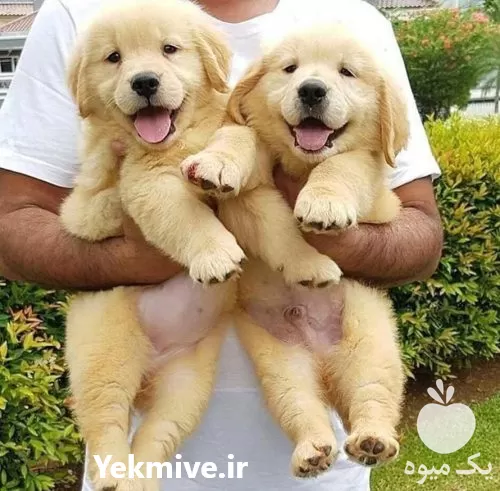 فروش سگ گلدن 2 ماهه در گروه سگ و گربه در یکمیوه -عکس1
