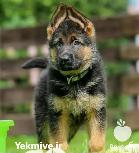 فروش سگ ژرمن شپرد german sheperd در پاکدشت در گروه سگ و گربه در یکمیوه -عکس1