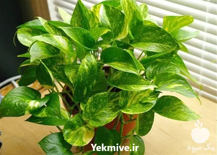 خرید گیاه پتوس یا قیمت خرید در تهران در گروه خرید و فروش گیاهان زینتی در یکمیوه -عکس1