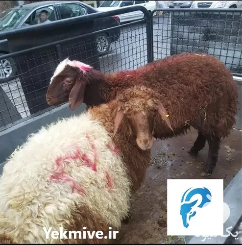 فروش گوسفند زنده حاج عباس در گروه گاو و گوسفند و میش و بز کهره گوساله در یکمیوه -عکس1