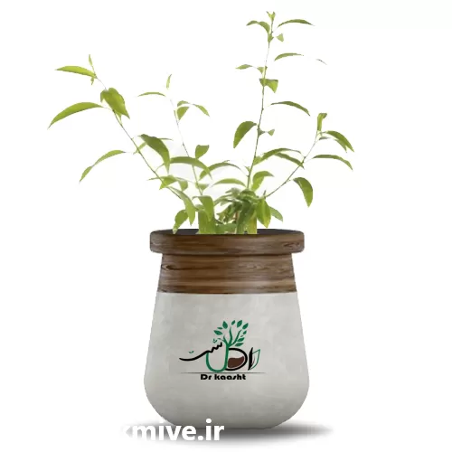 عمده گل محبوبه شب انواع گل در ارومیه در گروه خرید و فروش گیاهان زینتی در یکمیوه -عکس1