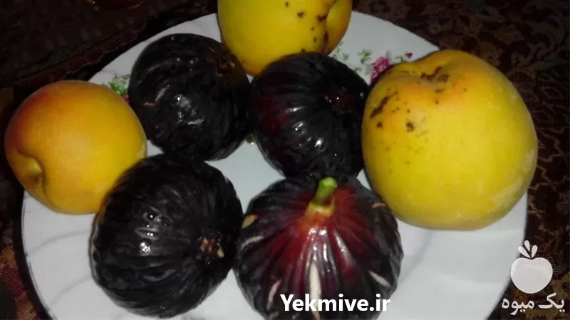 خرید ارائه نهال انجیر سیاه گلدانی در مازندران در گروه خرید و فروش نهال در یکمیوه -عکس1