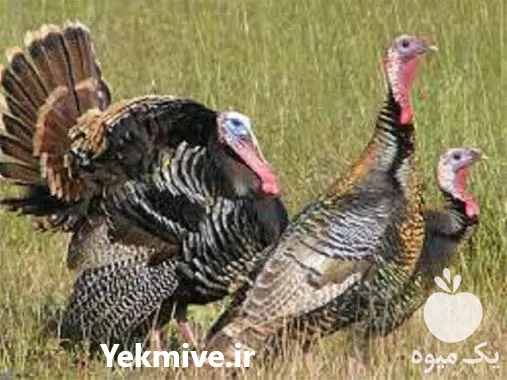 آموزش پرورش بوقلمون با مدرک معتبر در گروه دوره آموزش کشاورزی در یکمیوه -عکس1