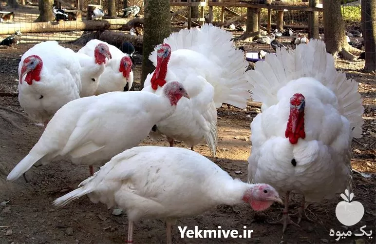 خرید و فروش بوقلمون بیوتی پرواری در گروه مرغ و خروس و بوقلمون و اردک قو قاز در یکمیوه -عکس1