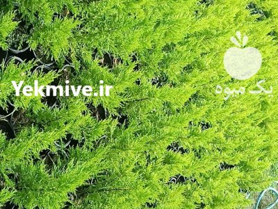 فروش کاج لاوسون در گروه خرید و فروش بذر گل در یکمیوه -عکس1