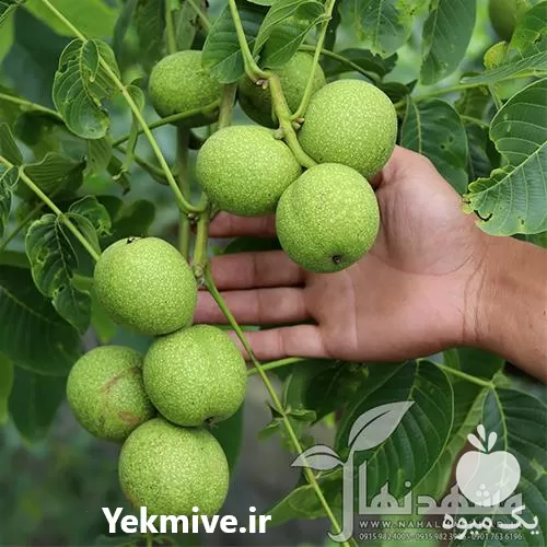 فروش ویژه نهال گردو پیوندی چندلر در گروه خرید و فروش نهال گردو در یکمیوه -عکس1