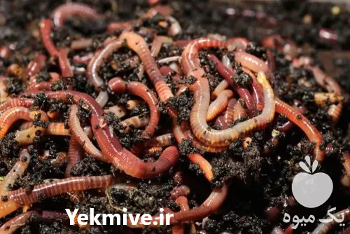 فروش ویژه کود ورمی کمپوست در گروه خرید و فروش کود کمپوست در یکمیوه -عکس1