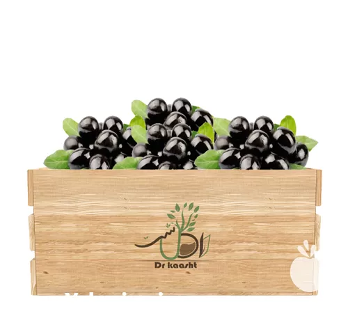 عمده نهال زیتون سیاه انواع نهال در اردبیل در گروه خرید و فروش نهال زیتون در یکمیوه -عکس1