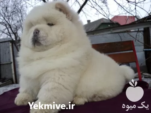 فروش سگ چاوچاو در گروه سگ و گربه در یکمیوه -عکس1