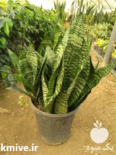 گل فضای سبز گل در فارس در گروه خرید و فروش گیاهان زینتی در یکمیوه -عکس1