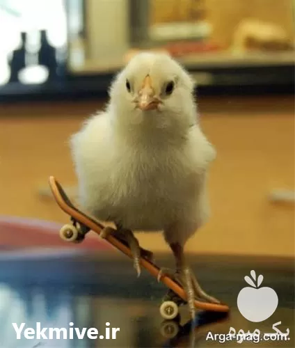 قیمت خرید جوجه یک روزه در خراسان شمالی در گروه مرغ و خروس و بوقلمون و اردک قو قاز در یکمیوه -عکس1