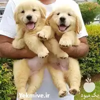 فروش سگ گلدن 2 ماهه در گروه سگ و گربه در یکمیوه