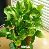 خرید گیاه پتوس یا قیمت خرید در تهران در گروه خرید و فروش گیاهان زینتی در یکمیوه