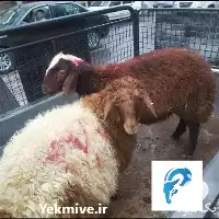 فروش گوسفند زنده حاج عباس در گروه گاو و گوسفند و میش و بز کهره گوساله در یکمیوه