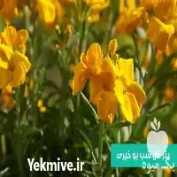 خرید تهیه بذر گل شب بو در اصفهان در گروه خرید و فروش بذر گل در یکمیوه