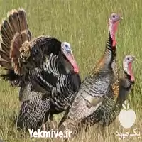 آموزش پرورش بوقلمون با مدرک معتبر در گروه دوره آموزش کشاورزی در یکمیوه