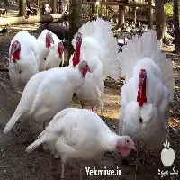 خرید و فروش بوقلمون بیوتی پرواری در گروه مرغ و خروس و بوقلمون و اردک قو قاز در یکمیوه