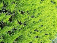 فروش کاج لاوسون در گروه خرید و فروش بذر گل در یکمیوه