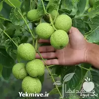 فروش ویژه نهال گردو پیوندی چندلر در گروه خرید و فروش نهال گردو در یکمیوه