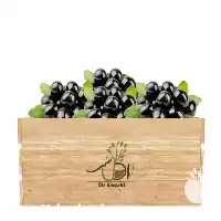 عمده نهال زیتون سیاه انواع نهال در اردبیل در گروه خرید و فروش نهال زیتون در یکمیوه