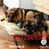 فروش سگ ژرمن شپرد در گروه سگ و گربه در یکمیوه