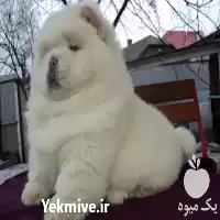 فروش سگ چاوچاو در گروه سگ و گربه در یکمیوه