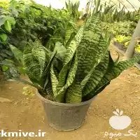 گل فضای سبز گل در فارس در گروه خرید و فروش گیاهان زینتی در یکمیوه