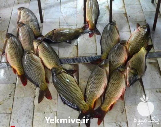 دوره آموزشی پرورش ماهی در تهران در گروه دوره آموزش کشاورزی در یکمیوه -عکس1