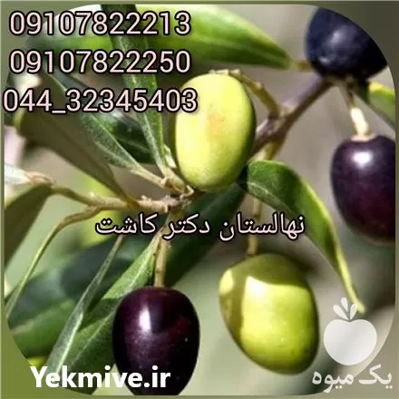 خرید عمده نهال زیتون سیاه انواع در ارومیه در گروه خرید و فروش نهال زیتون در یکمیوه -عکس1