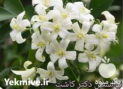 فروش عمده گل محبوبه شب در گروه خرید و فروش گیاهان زینتی در یکمیوه -عکس1