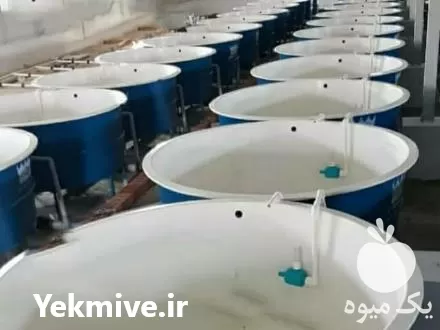 تولید فروش استخر و ان پرورش ماهی در گروه خرید و فروش تجهیزات ماهی در یکمیوه -عکس1