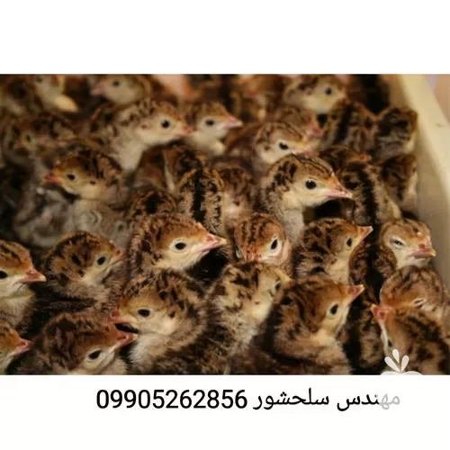 قیمت خرید جوجه بوقلمون در تهران در گروه مرغ و خروس و بوقلمون و اردک قو قاز در یکمیوه -عکس1