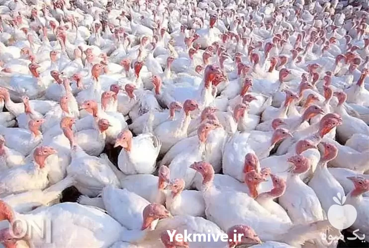 مراکز خرید بوقلمون در گروه مرغ و خروس و بوقلمون و اردک قو قاز در یکمیوه -عکس1