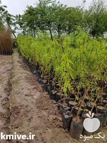 عرضه درخت بادام پوست کاغذی دیرگل در مازندران در گروه خرید و فروش نهال بادام در یکمیوه -عکس1