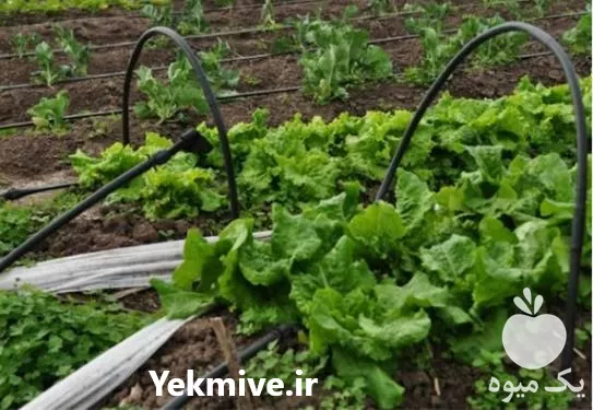 فروش طراحی و اجرای آبیاری در گروه خرید و فروش دستگاه آبیاری در یکمیوه -عکس1