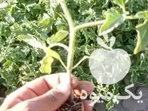 فروش نشا گوجه 8320 در تاکستان در گروه خرید و فروش نشا در یکمیوه -عکس1