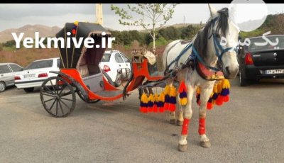 کالسکه همراه با اسب در بومهن در گروه اسب و الاغ خر و فروش قاطر در یکمیوه -عکس1