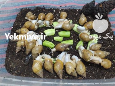 فروش حلزون البینو در مشهد در گروه انواع محصولات شیلات در یکمیوه -عکس1