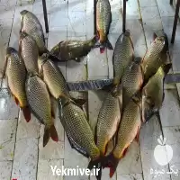 دوره آموزشی پرورش ماهی در تهران در گروه دوره آموزش کشاورزی در یکمیوه