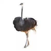 تا صد دوره آموزشی پرورش شترمرغ در گروه دوره آموزش کشاورزی در یکمیوه